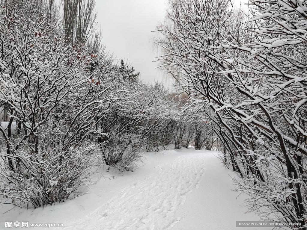 雪后路两旁的树