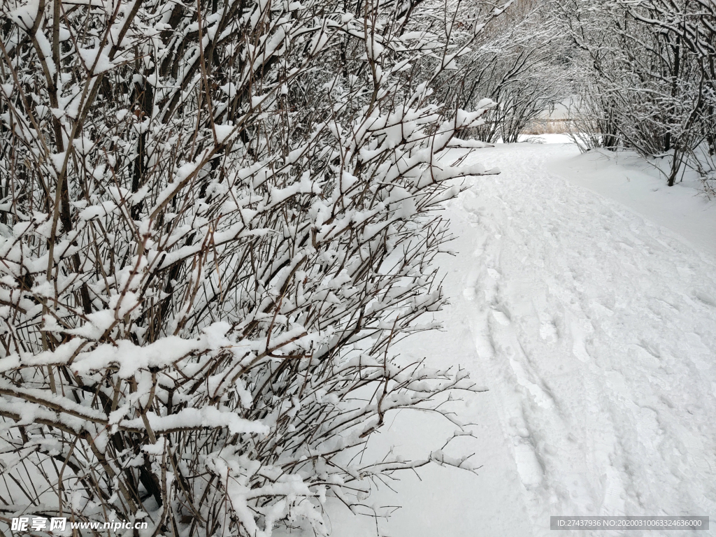 雪后路边的树