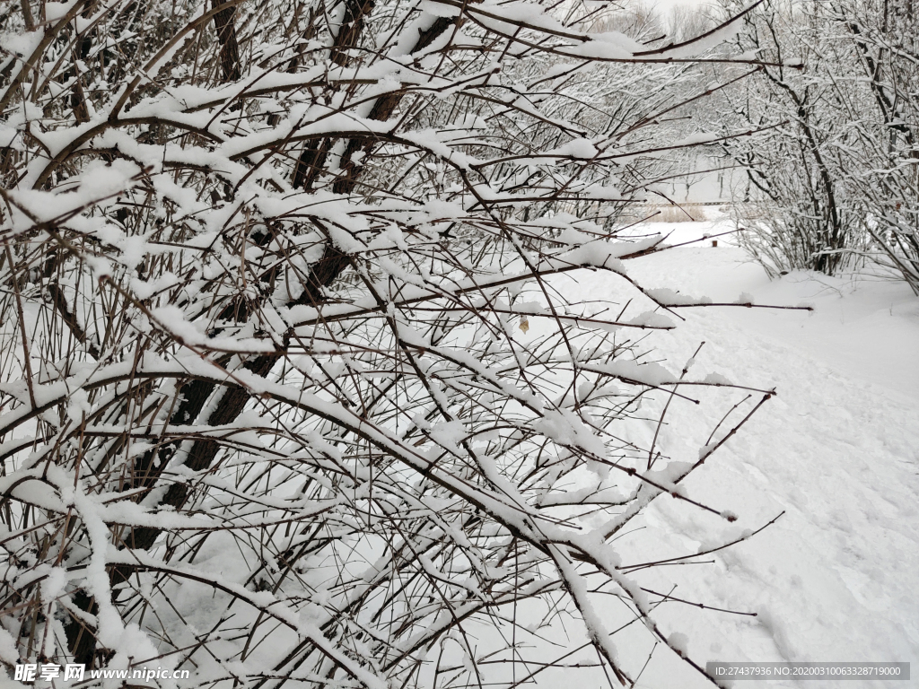 雪后的树枝