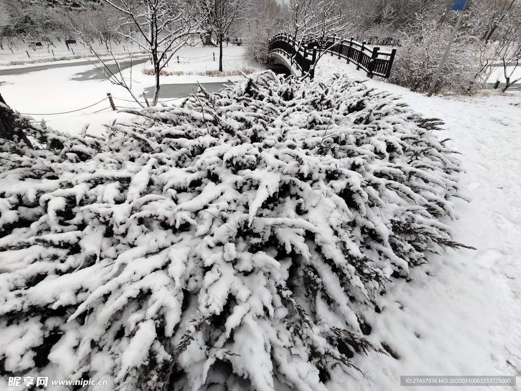 雪后的地柏