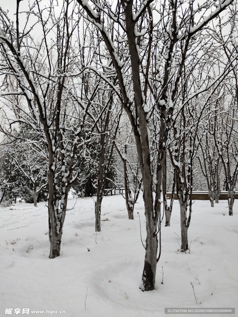 雪中的海棠树