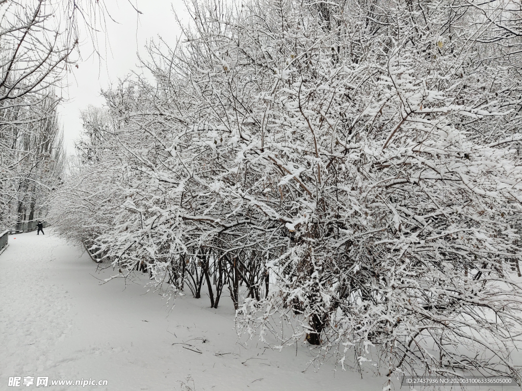 雪后的树丛