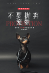 宠物海报