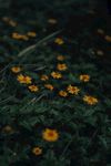 野菊花