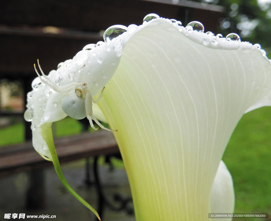 马蹄莲的白色的花