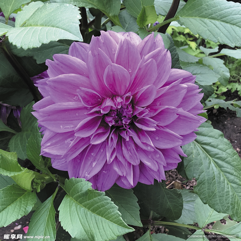 大丽花 紫色花