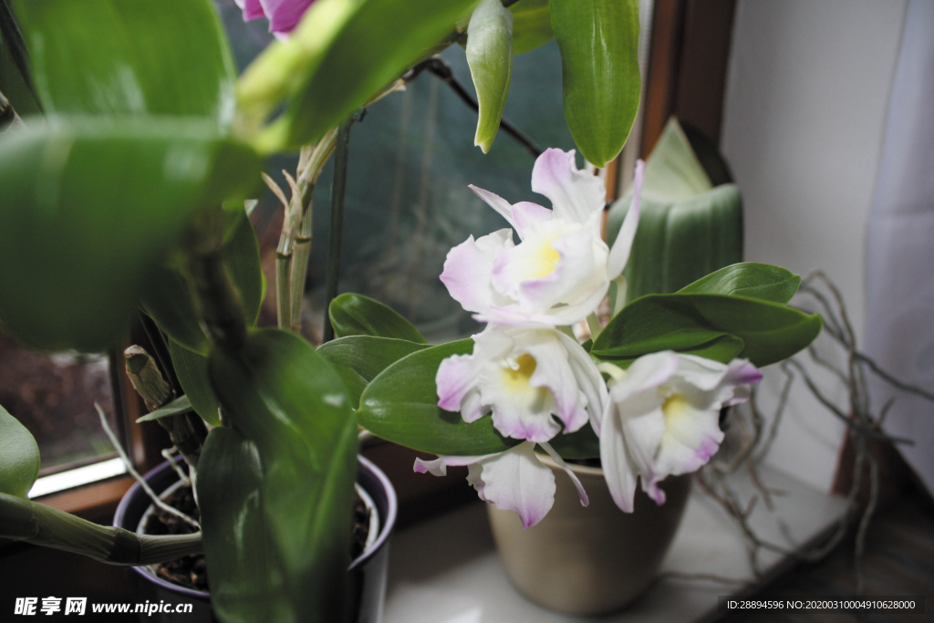 花 兰花 春天 植物