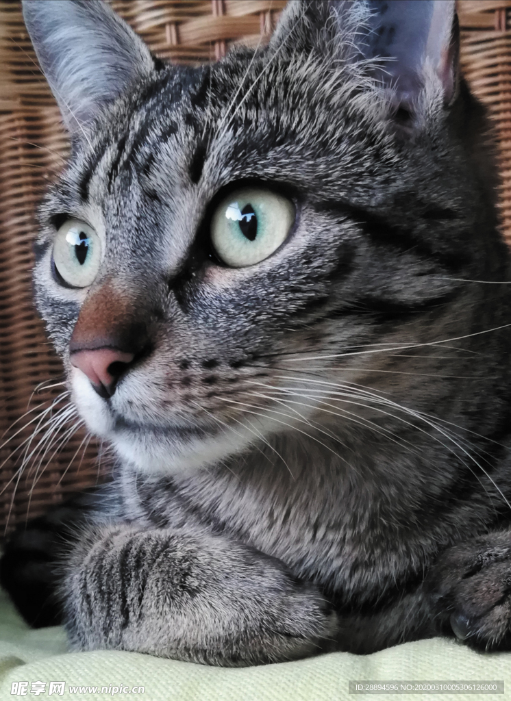 猫 宠物 动物 眼睛 绿色