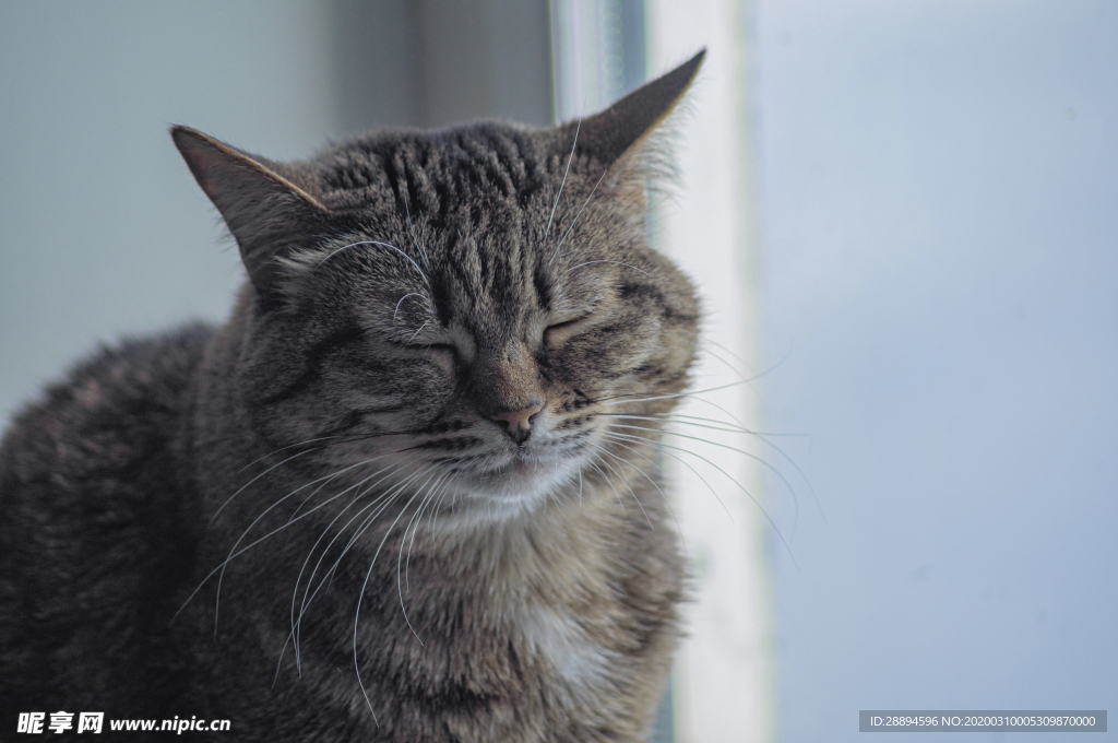 猫 动物 宠物 可爱