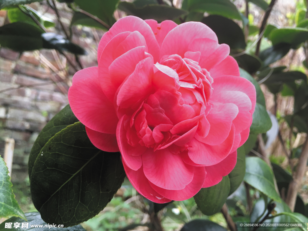山茶花