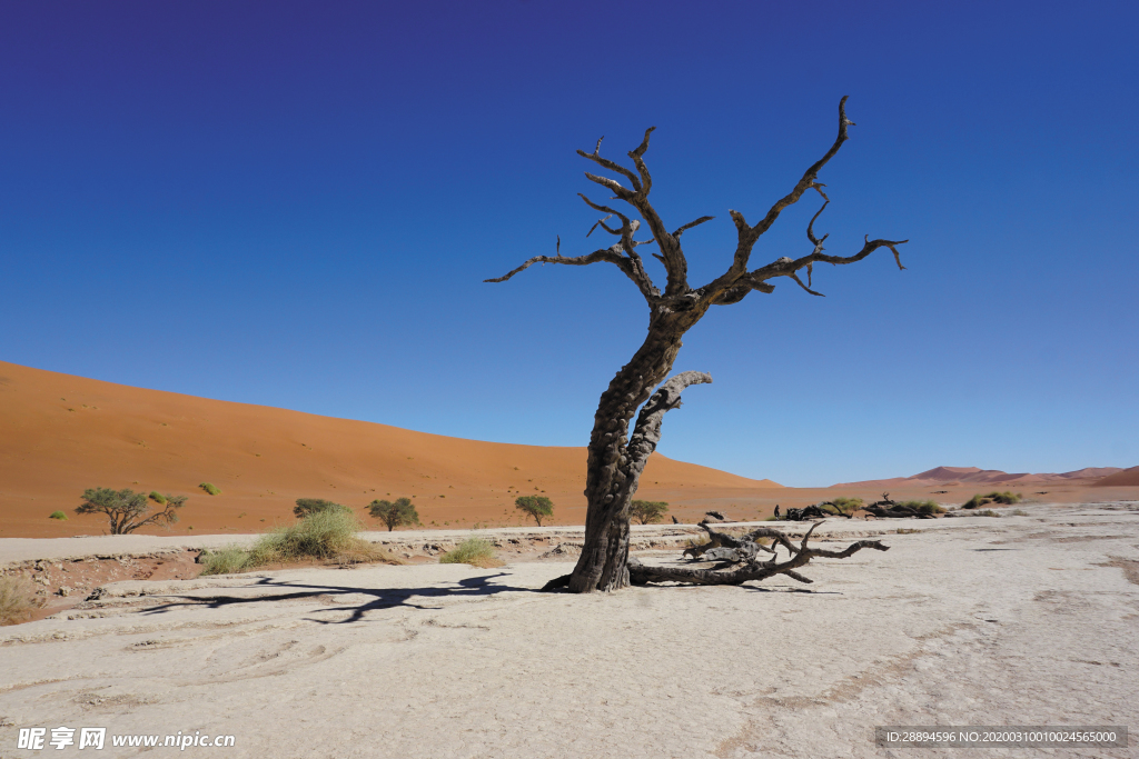 树 沙漠 纳米比亚
