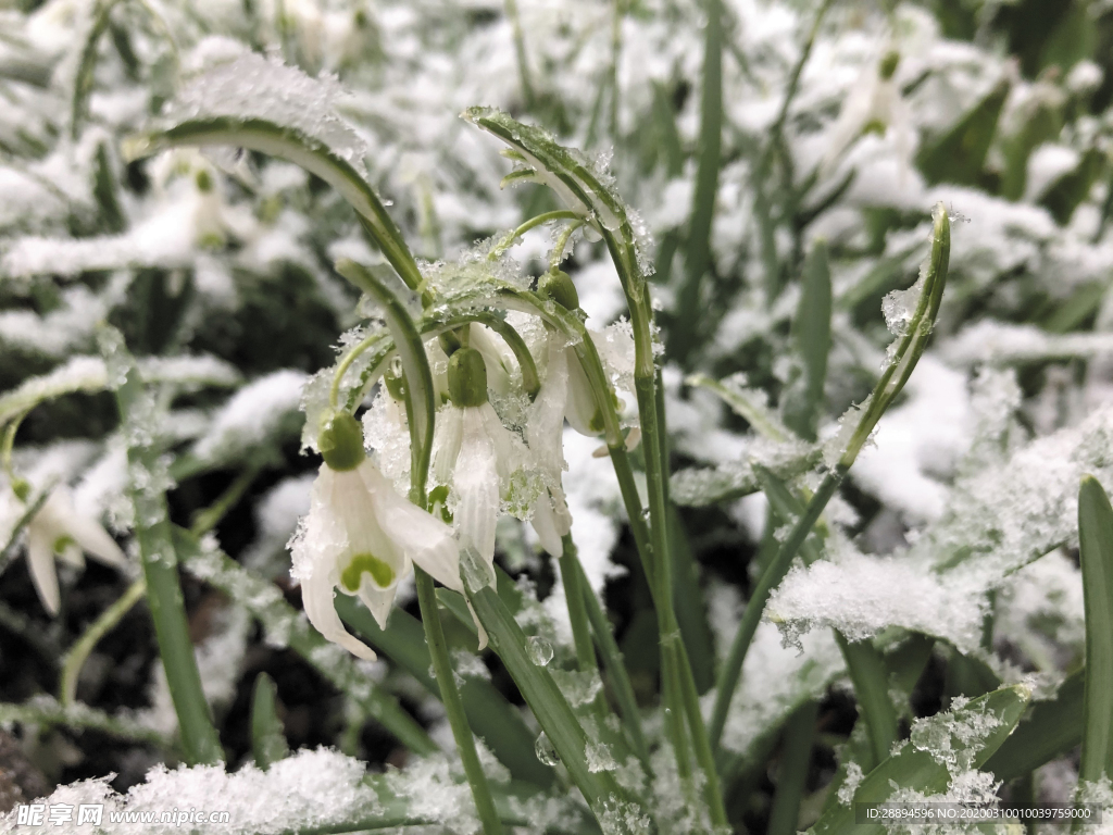 斯诺德罗普 雪