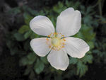 鲜花 花 白 银莲花
