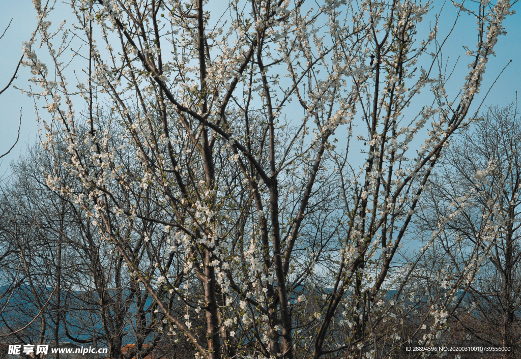 鲜花 树 春 季节