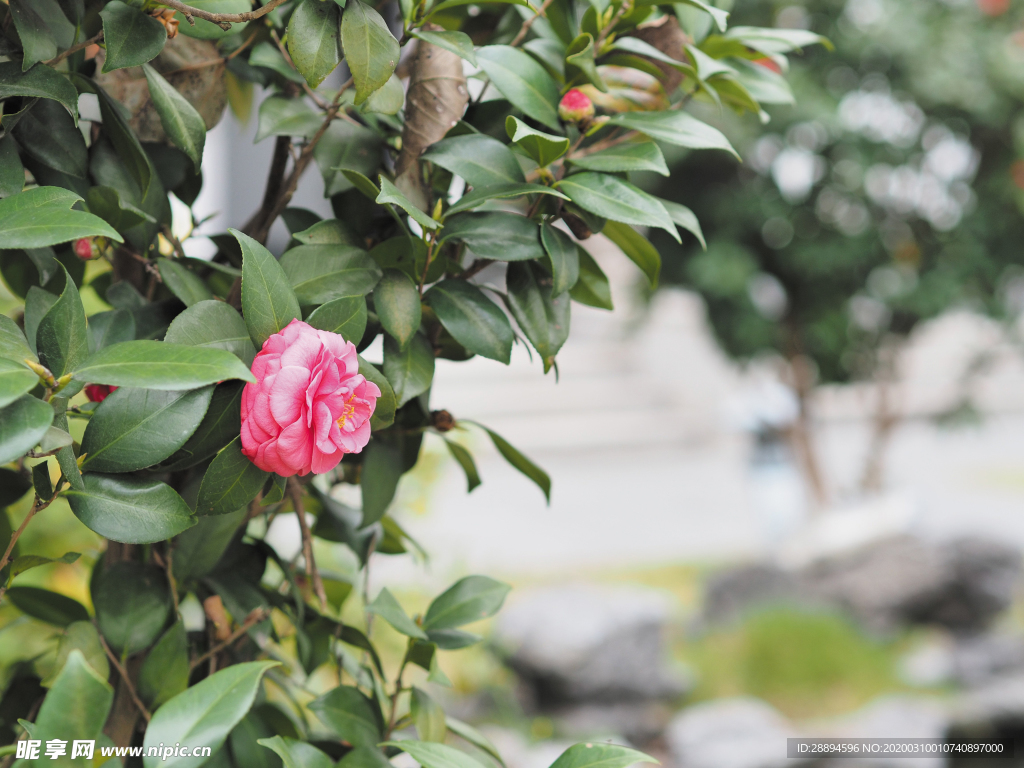 鲜花
