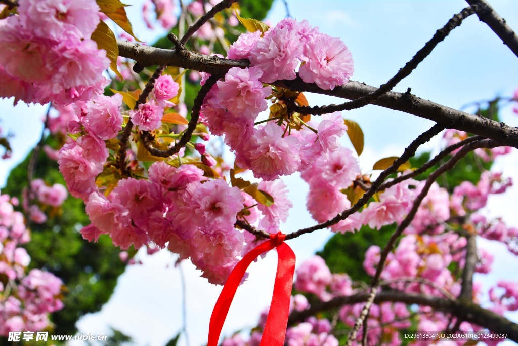 樱花