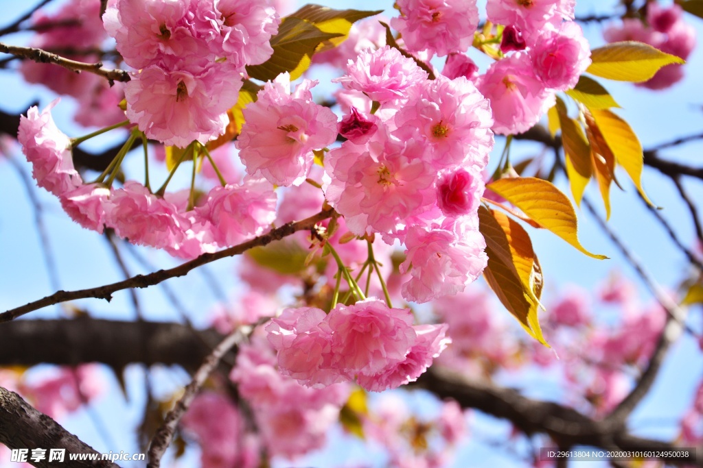 樱花