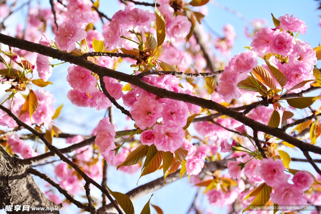 樱花