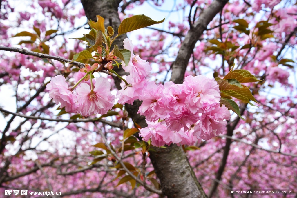 樱花