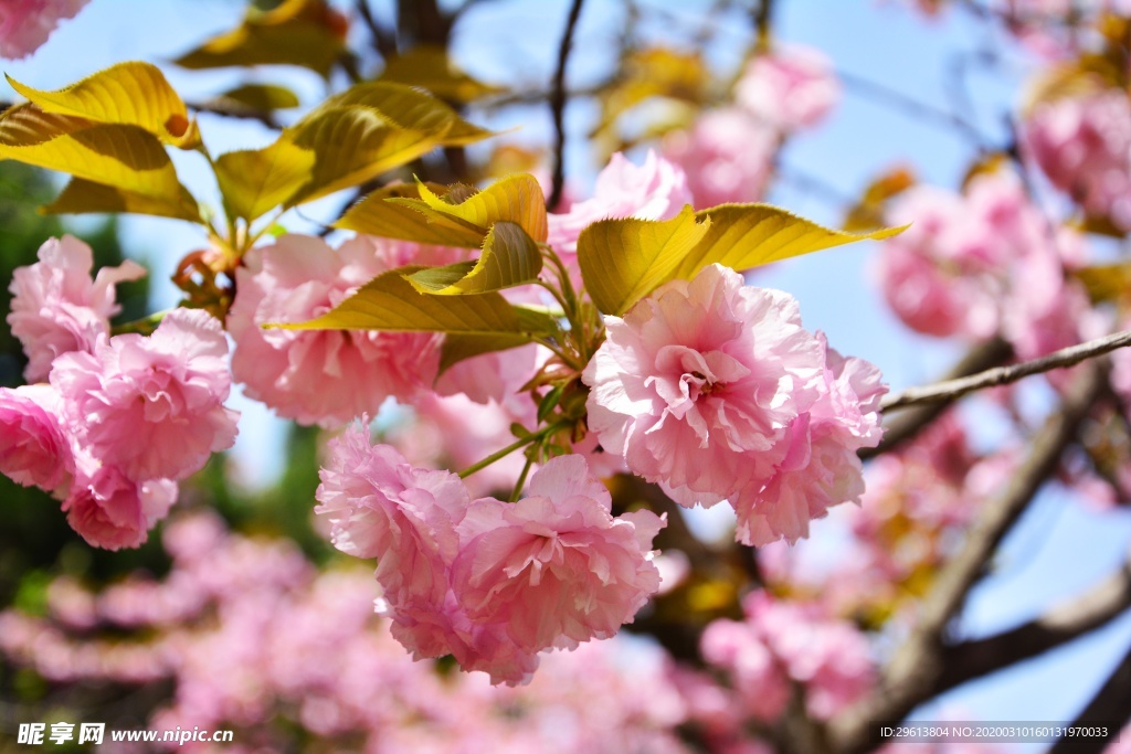 樱花