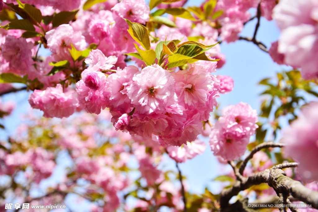 樱花