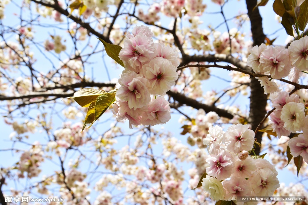 樱花