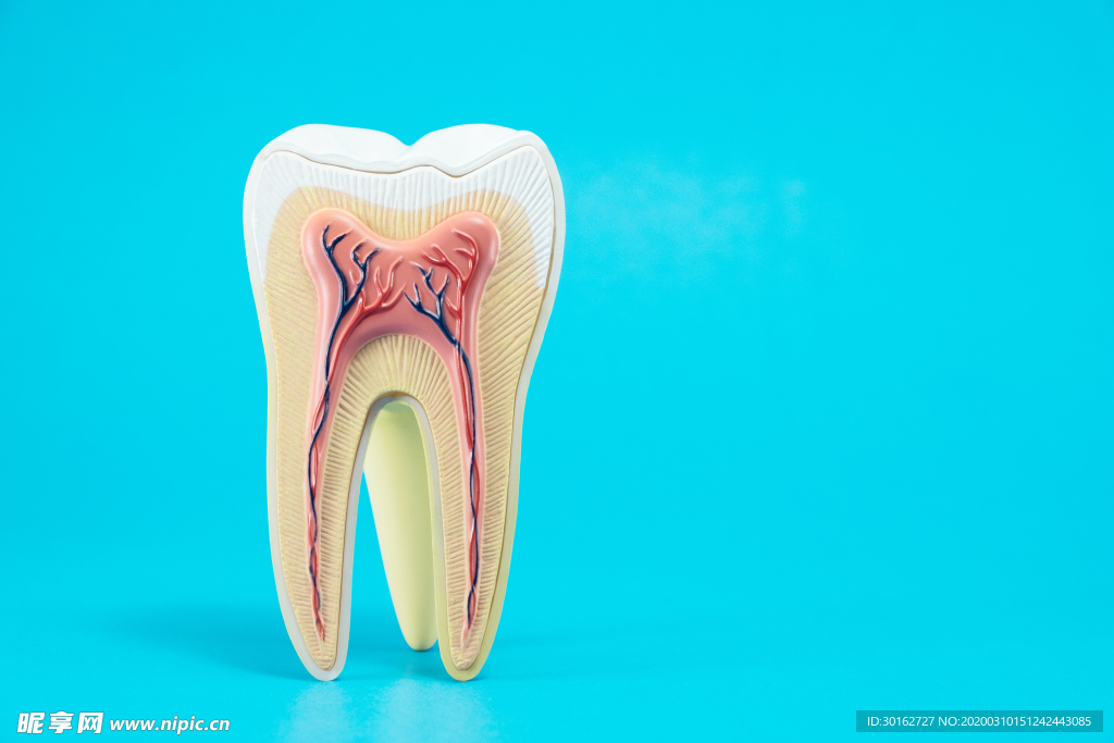 牙齿结构牙医主题高清摄影图片