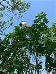 美丽芙蓉花