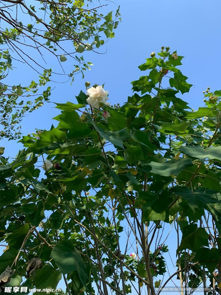 美丽芙蓉花