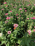 百日菊