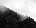 山雾森林