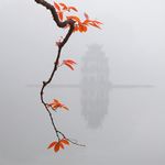 湖泊的花