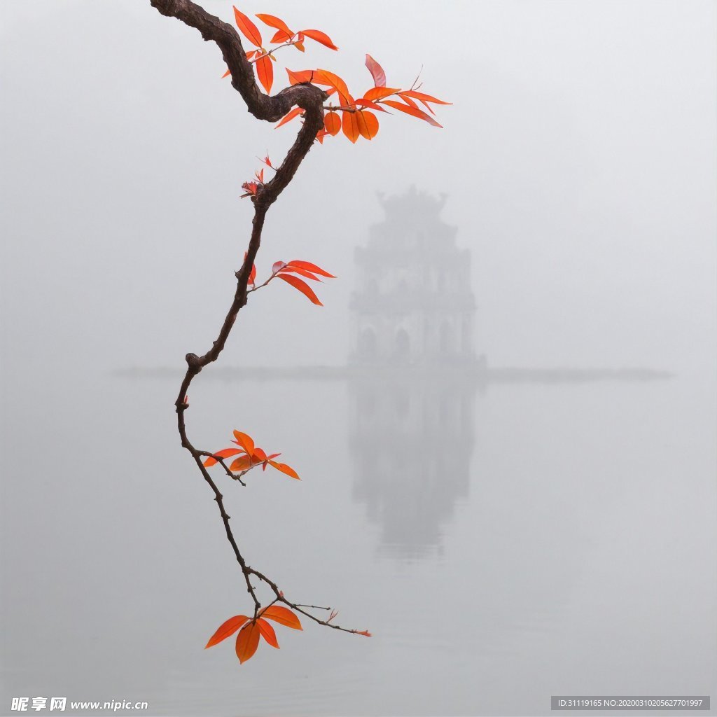 湖泊的花