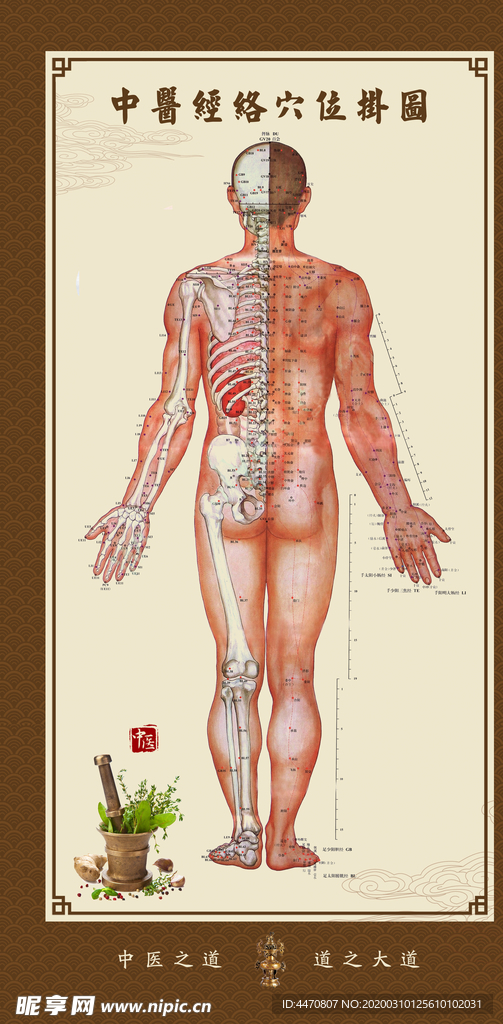 中医经络穴位图