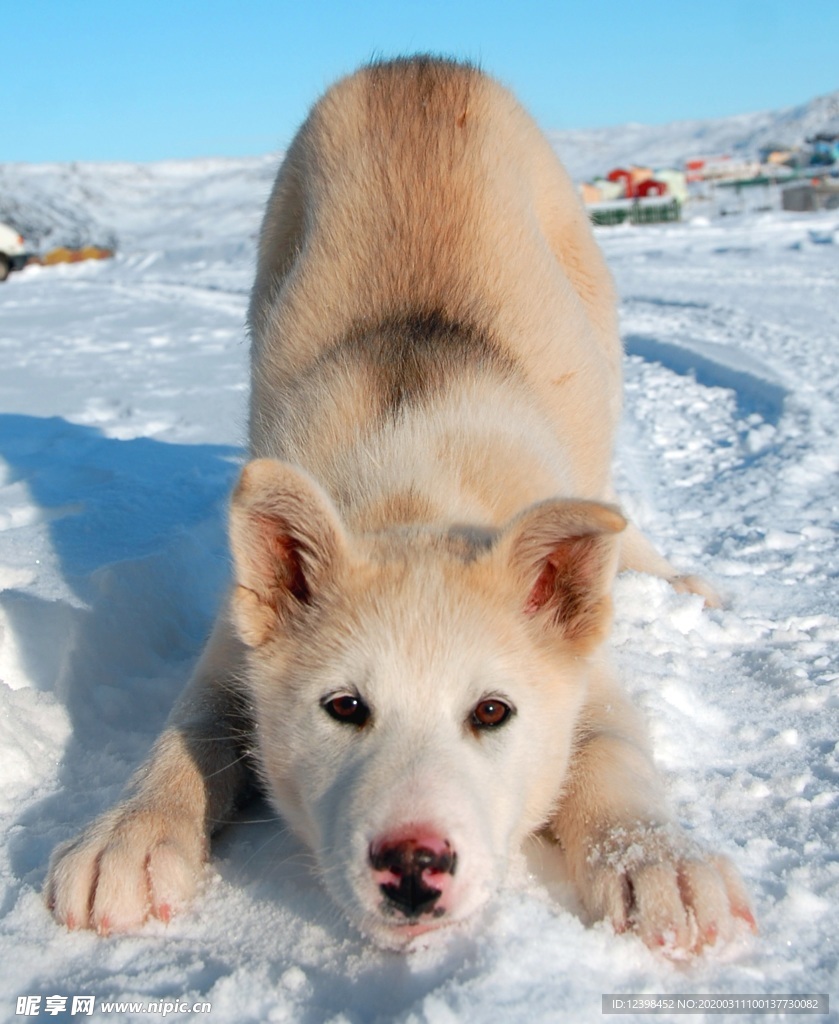 可爱的雪橇犬