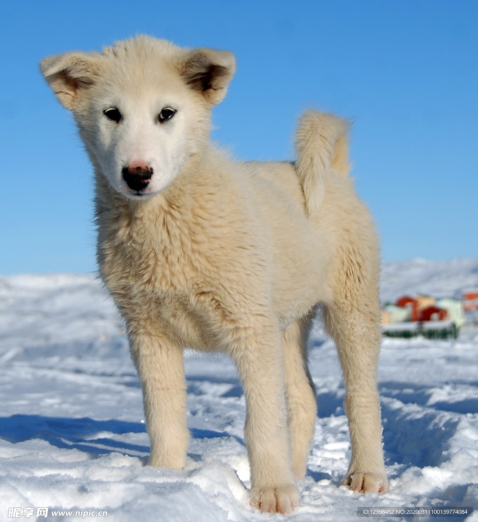 可爱的雪橇犬
