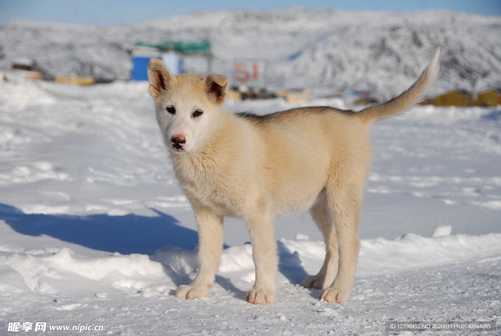 可爱的雪橇犬