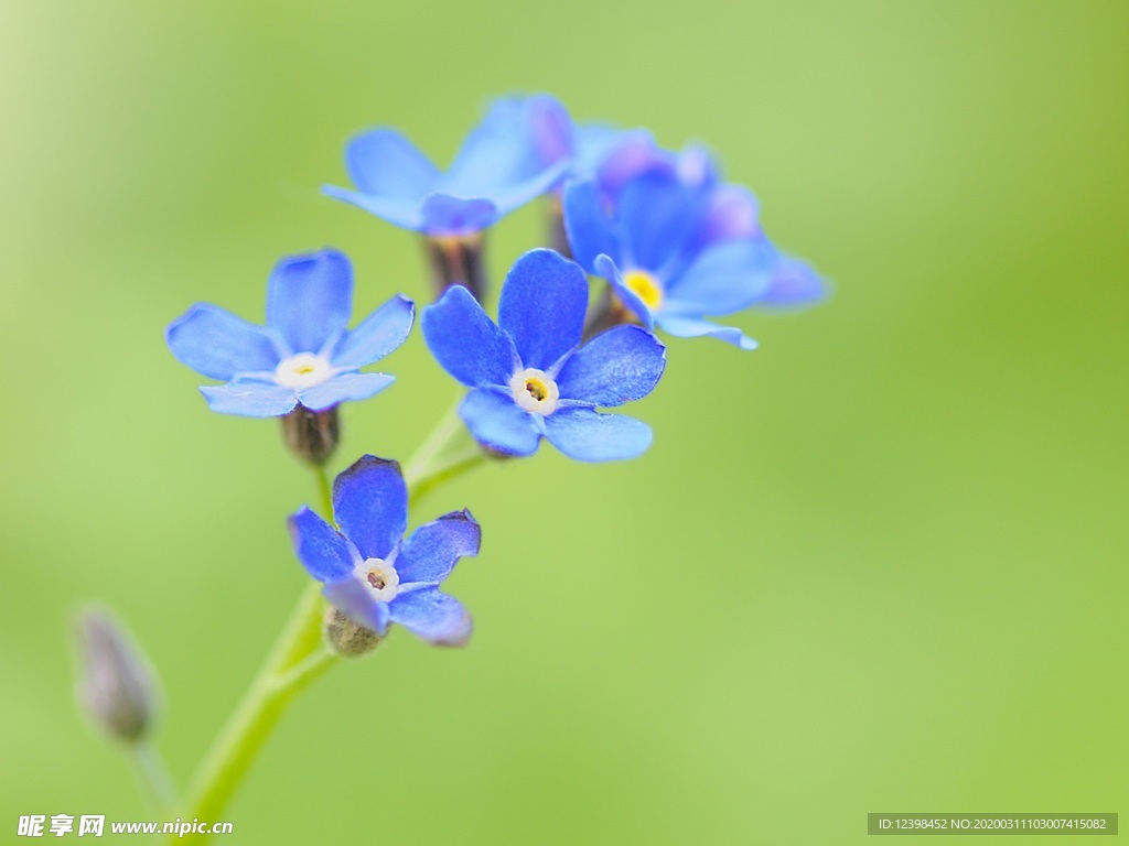 蓝色勿忘我鲜花摄影美图