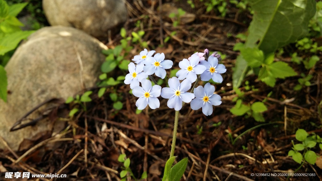 蓝色勿忘我鲜花摄影美图