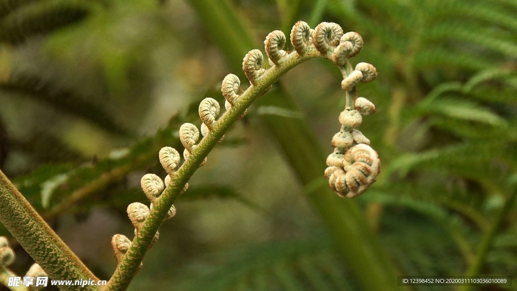 绿色清新的蕨类草叶