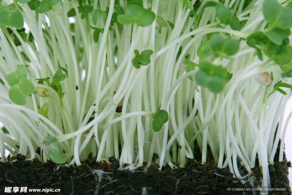 鲜嫩的豆芽