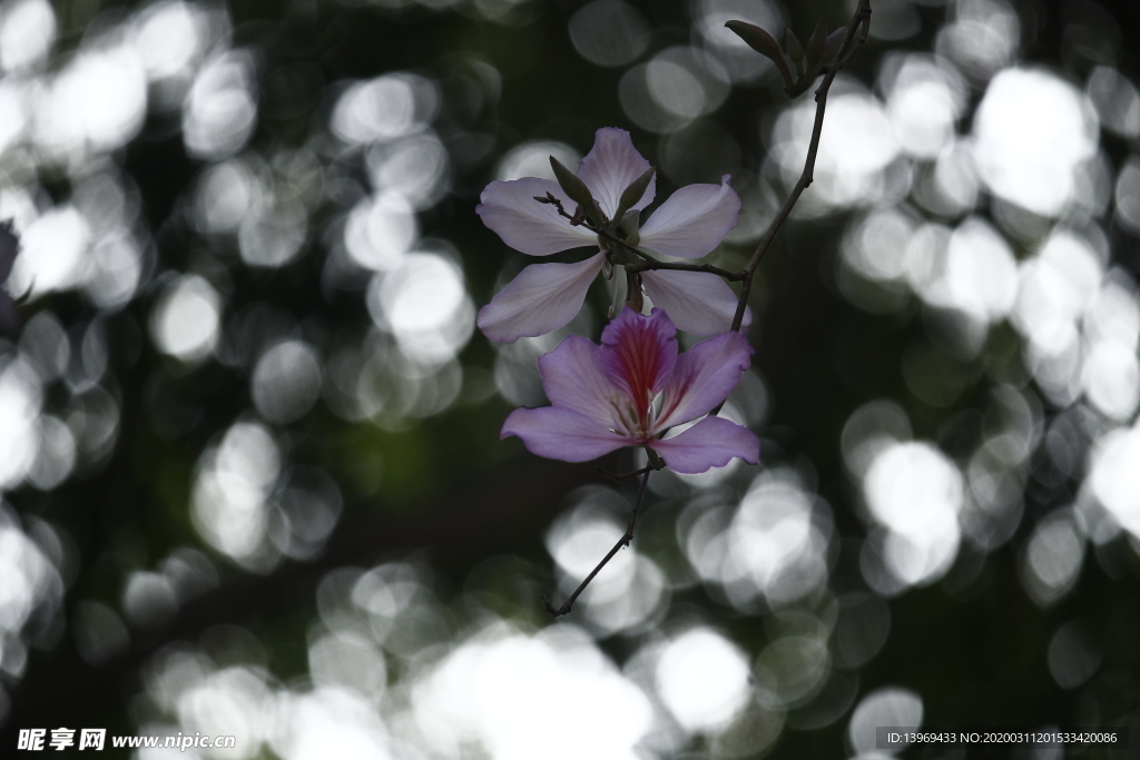 洋紫荆 粉色花 花朵 花卉