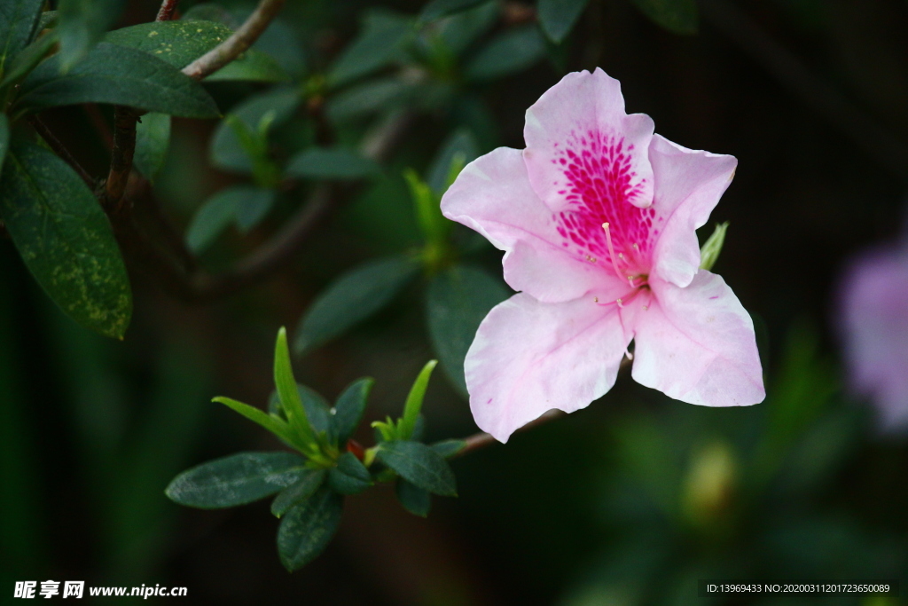 粉色 杜鹃花 植物 摄影 叶子