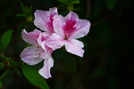 粉色 杜鹃花 植物 摄影 叶子