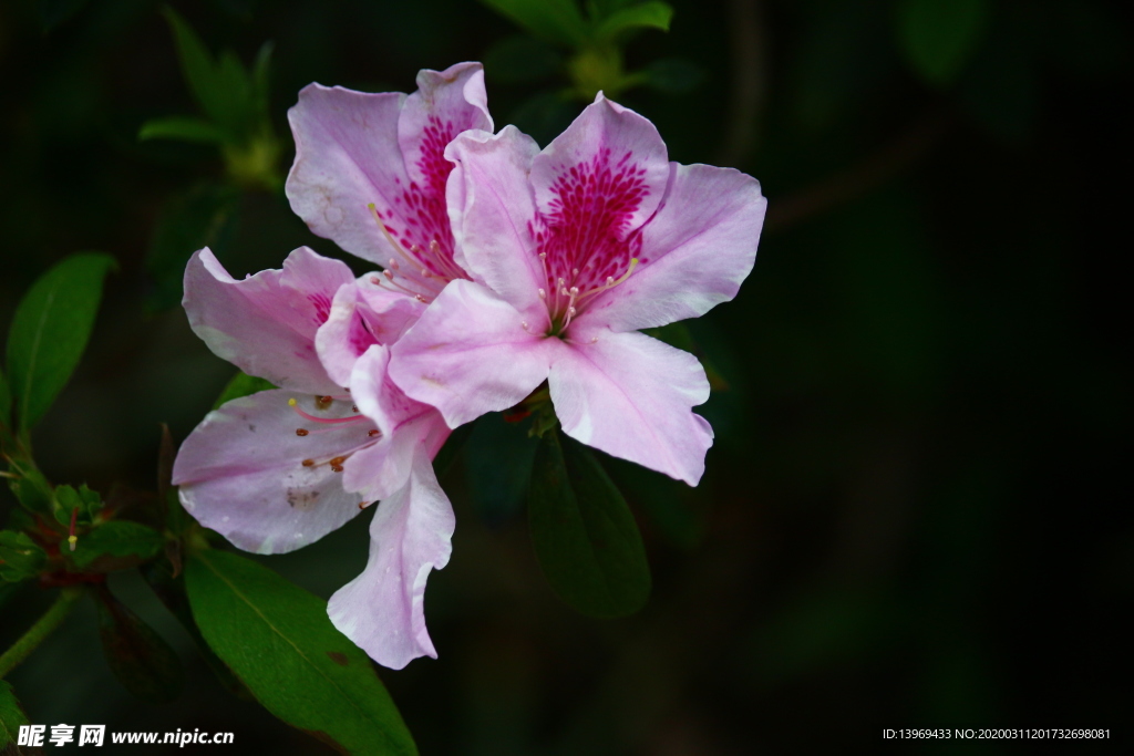 粉色 杜鹃花 植物 摄影 叶子