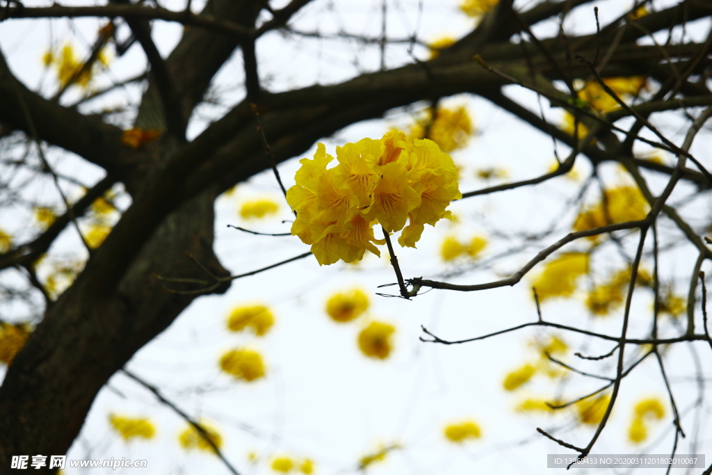 黄花风铃木 黄公园  钟木 巴