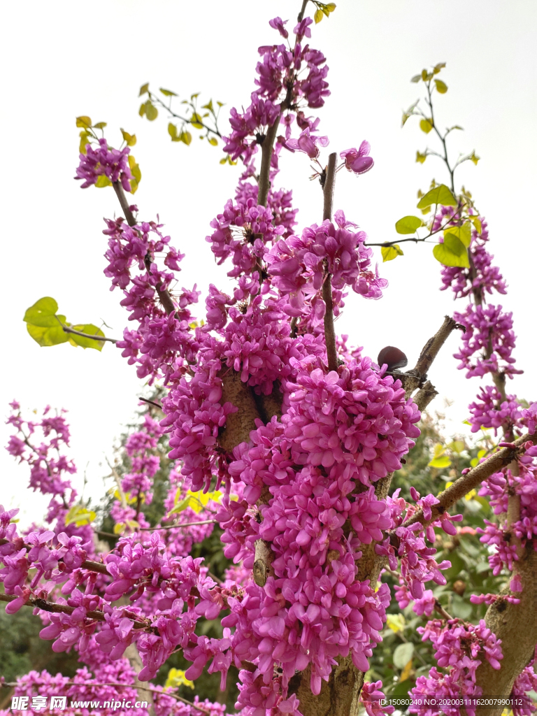 紫色花簇