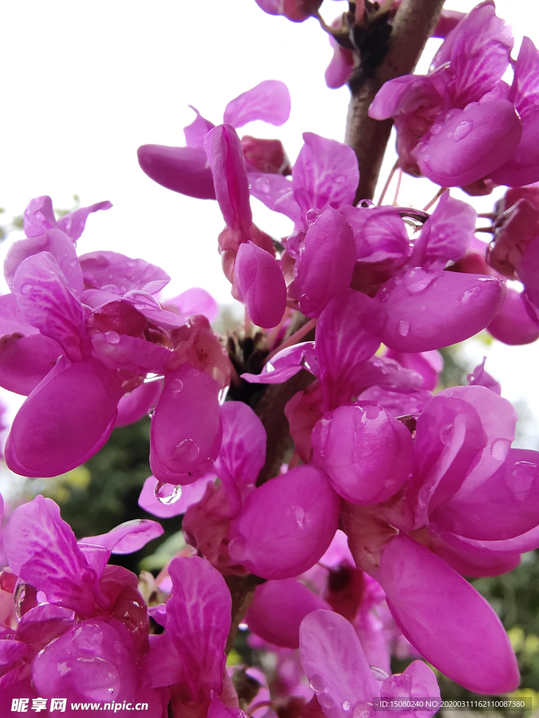 雨后花簇