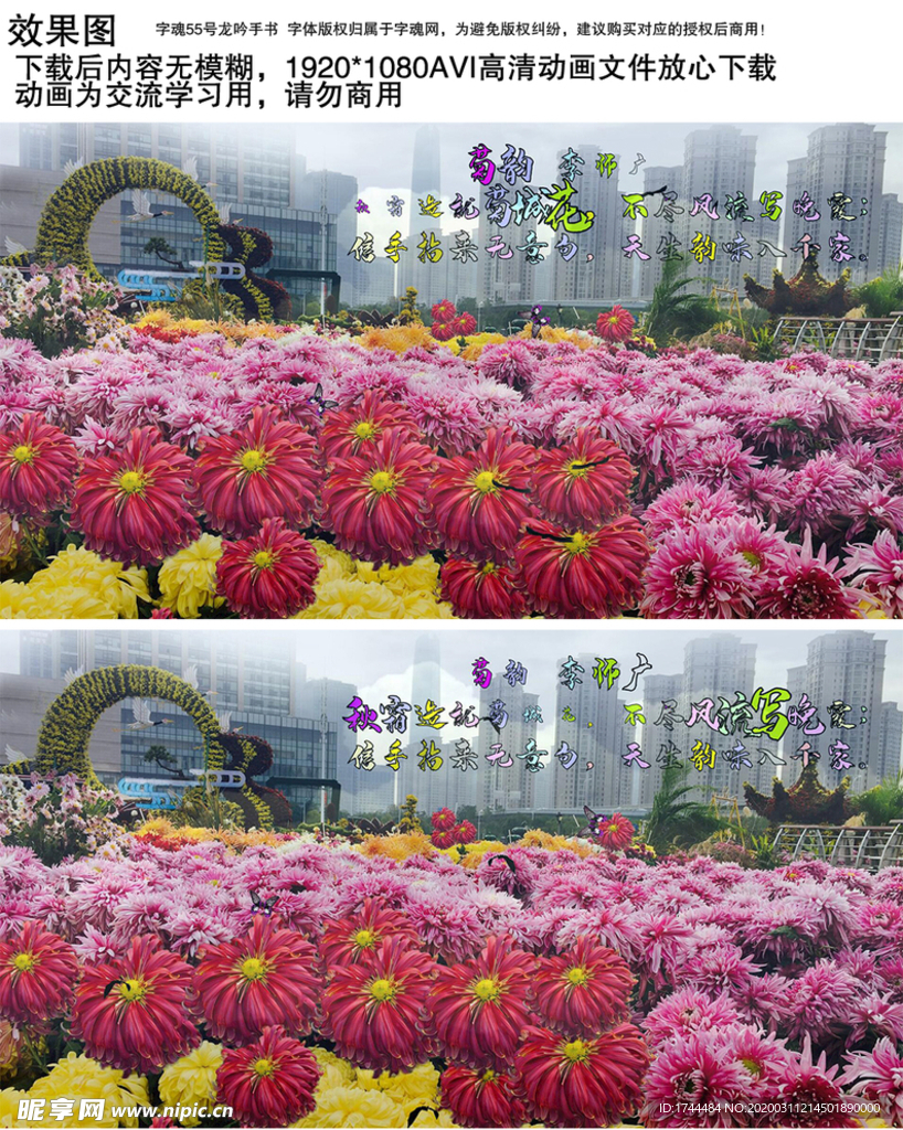 唯美菊花展览视频背景