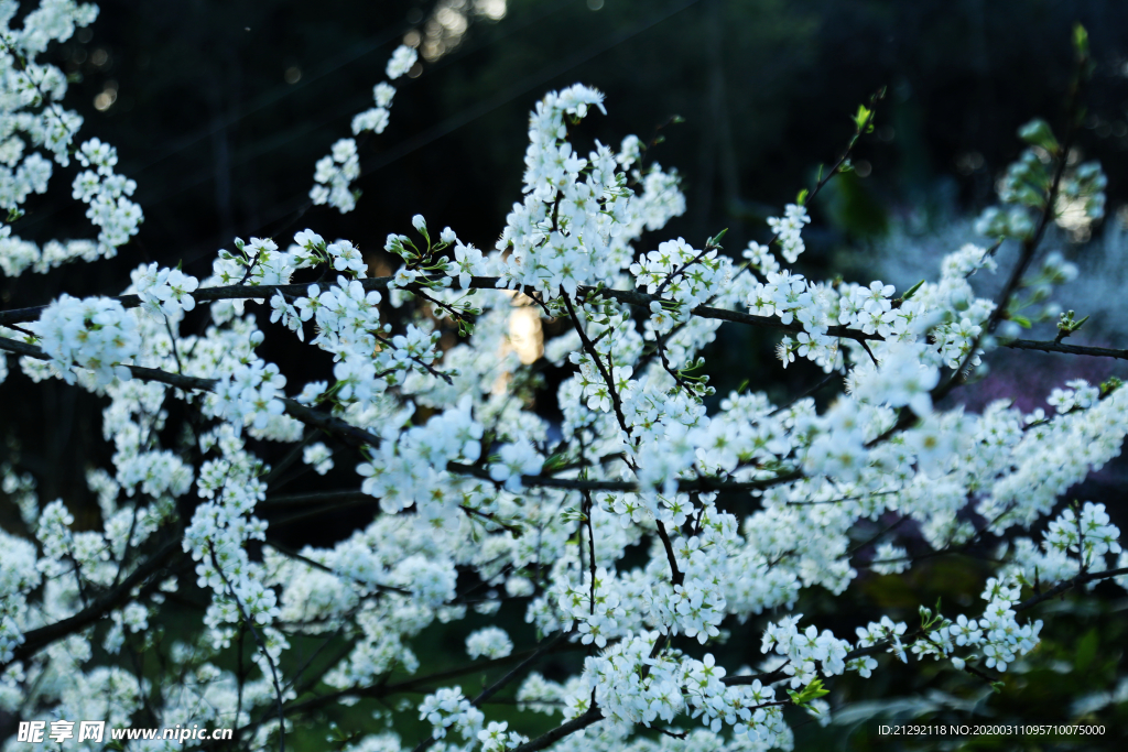 梨花